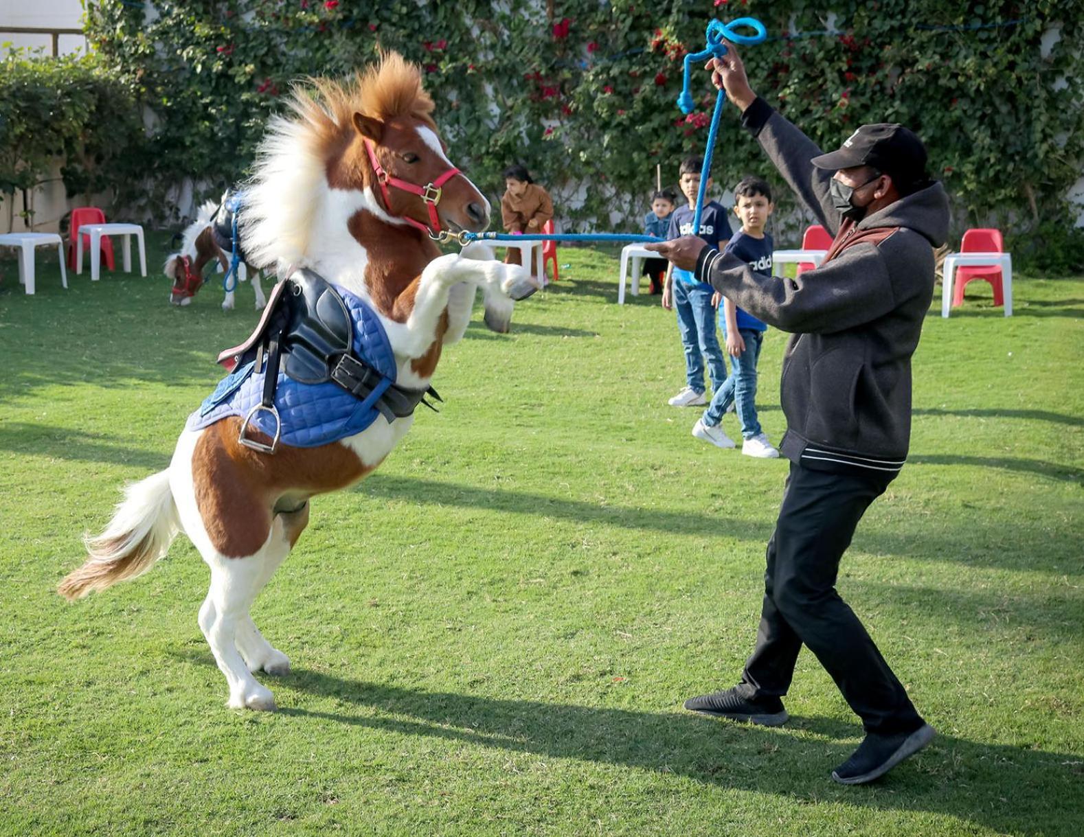Lagoona Beach Luxury Resort And Spa Manama Ngoại thất bức ảnh The photo shows a small horse or pony rearing up on its hind legs. The pony is wearing a blue saddle and is being led by a person who is holding a rope. The person is wearing a mask and appears to be encouraging the pony to perform. In the background